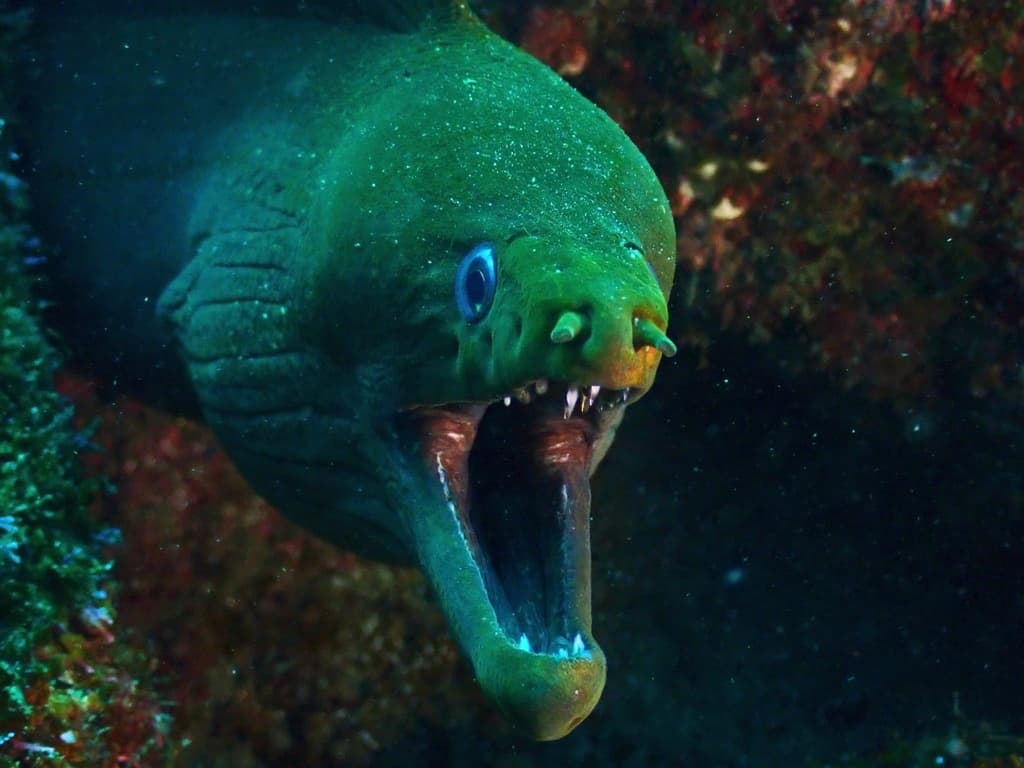 Chestnut Moray in a marine aquarium