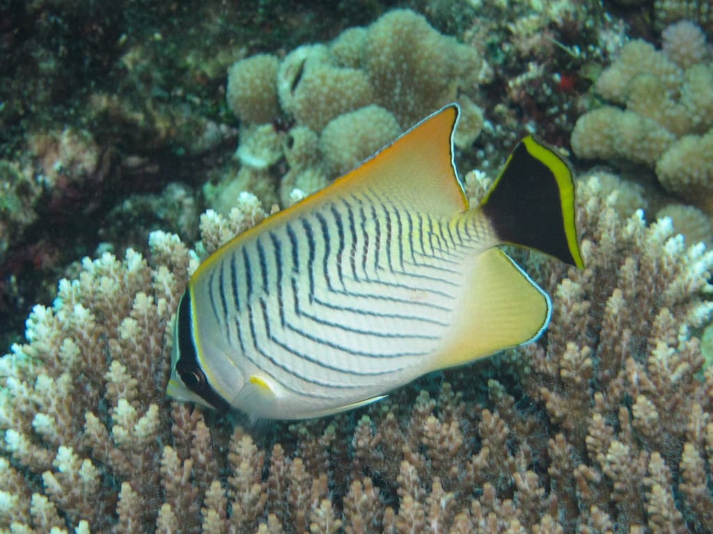Chevron Butterflyfish in a marine aquarium