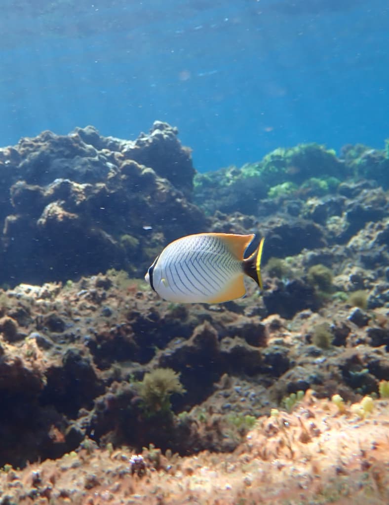 Chevron Butterflyfish in a marine aquarium