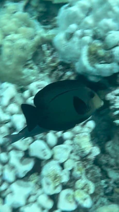 Chevron Tang in a marine aquarium