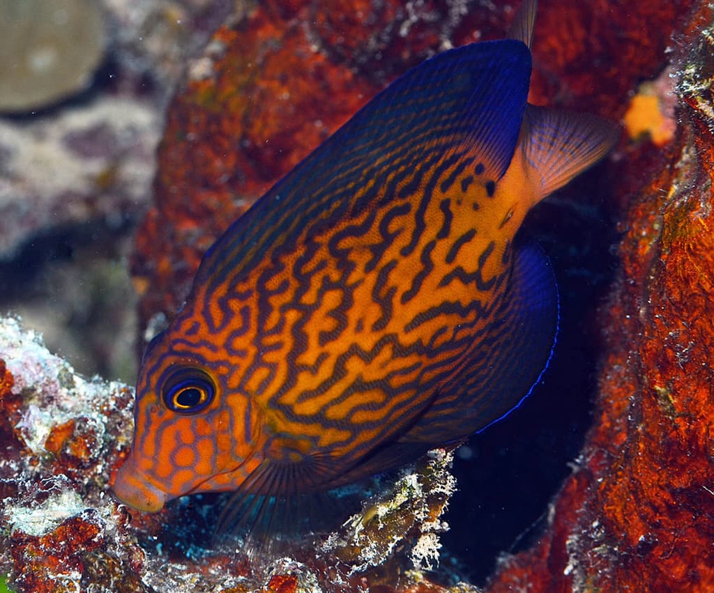 Chevron Tang in a marine aquarium
