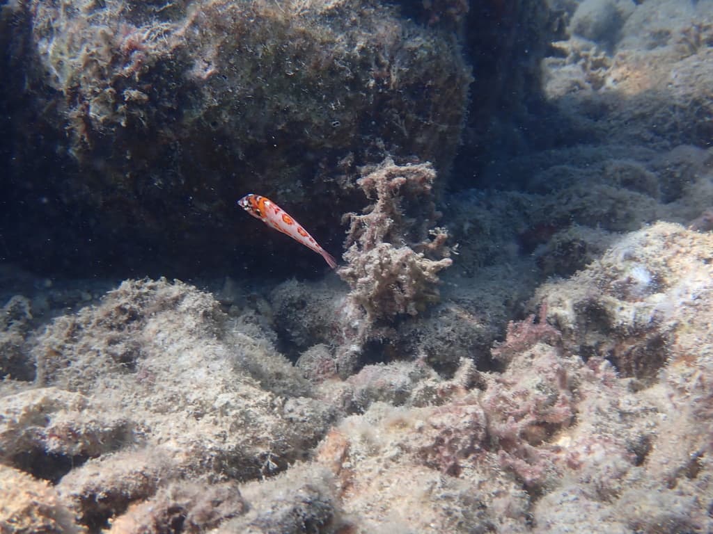 Choat Leopard Wrasse in a marine aquarium