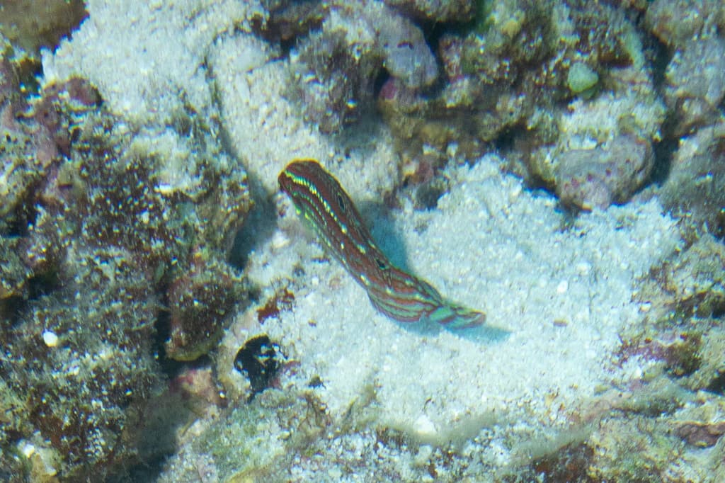 Christmas Wrasse in a marine aquarium