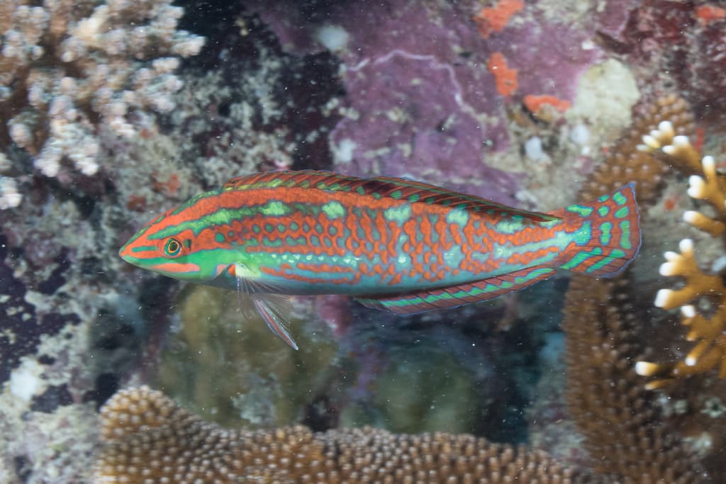 Christmas Wrasse in a marine aquarium