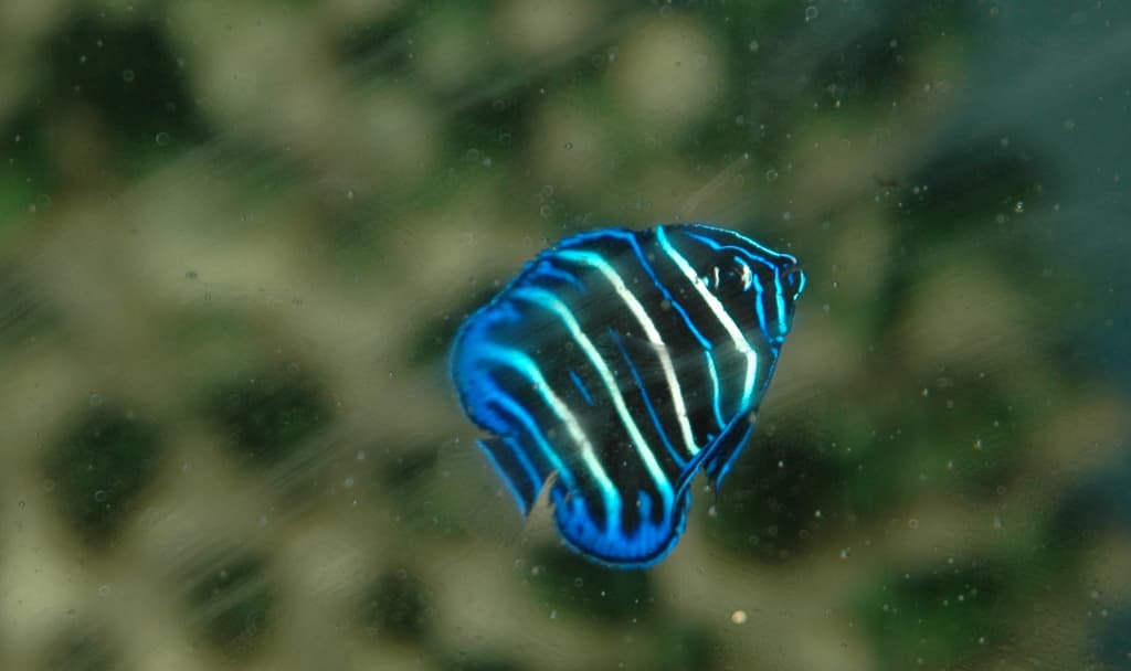 Chrysurus Angelfish in a marine aquarium
