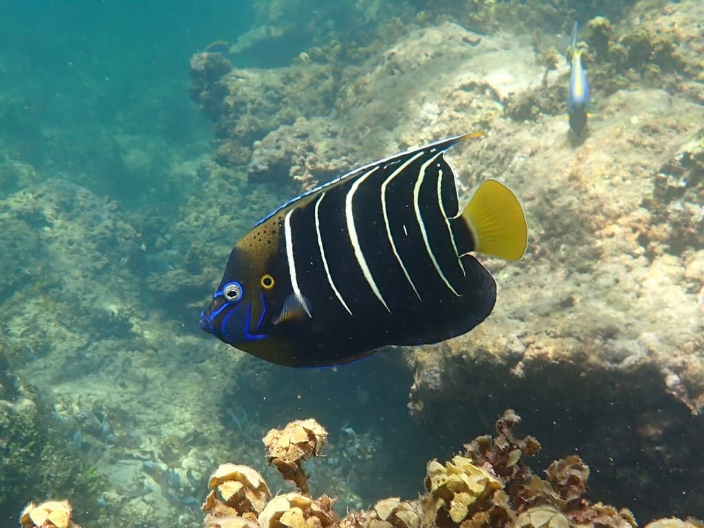 Chrysurus Angelfish in a marine aquarium