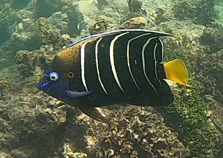 Chrysurus Angelfish in a marine aquarium