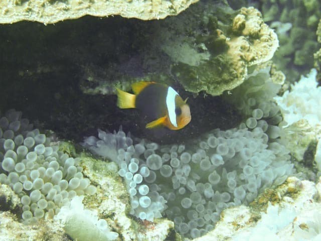 Cinnamon Clownfish in a marine aquarium