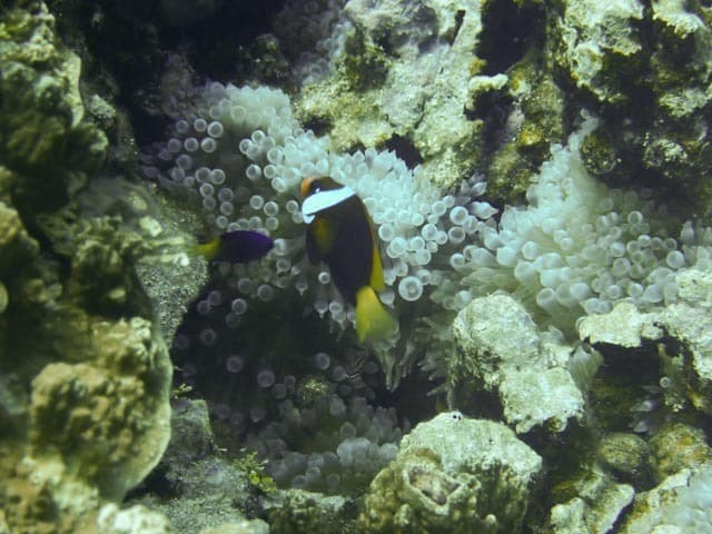 Cinnamon Clownfish in a marine aquarium
