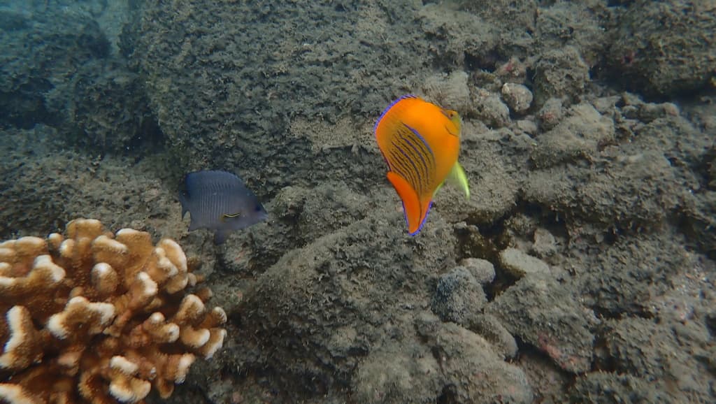 Clarion Angel in a marine aquarium