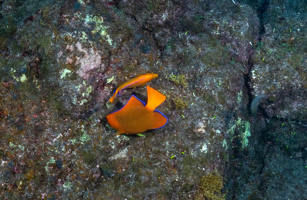 Clarion Angel in a marine aquarium