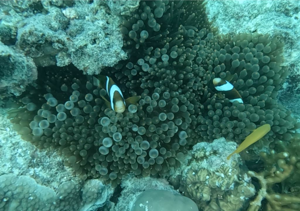 Clark's Clownfish in a marine aquarium