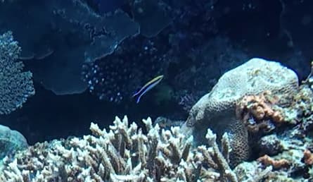 Bluestreak Cleaner Wrasse in a marine aquarium
