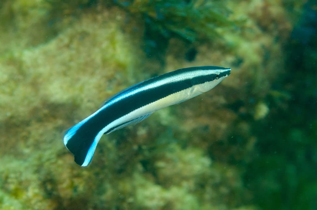 Bluestreak Cleaner Wrasse in a marine aquarium