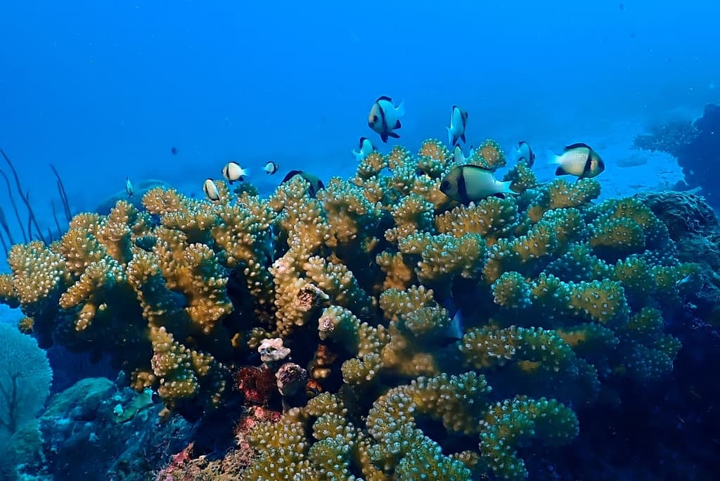 Cloudy Damselfish in a marine aquarium