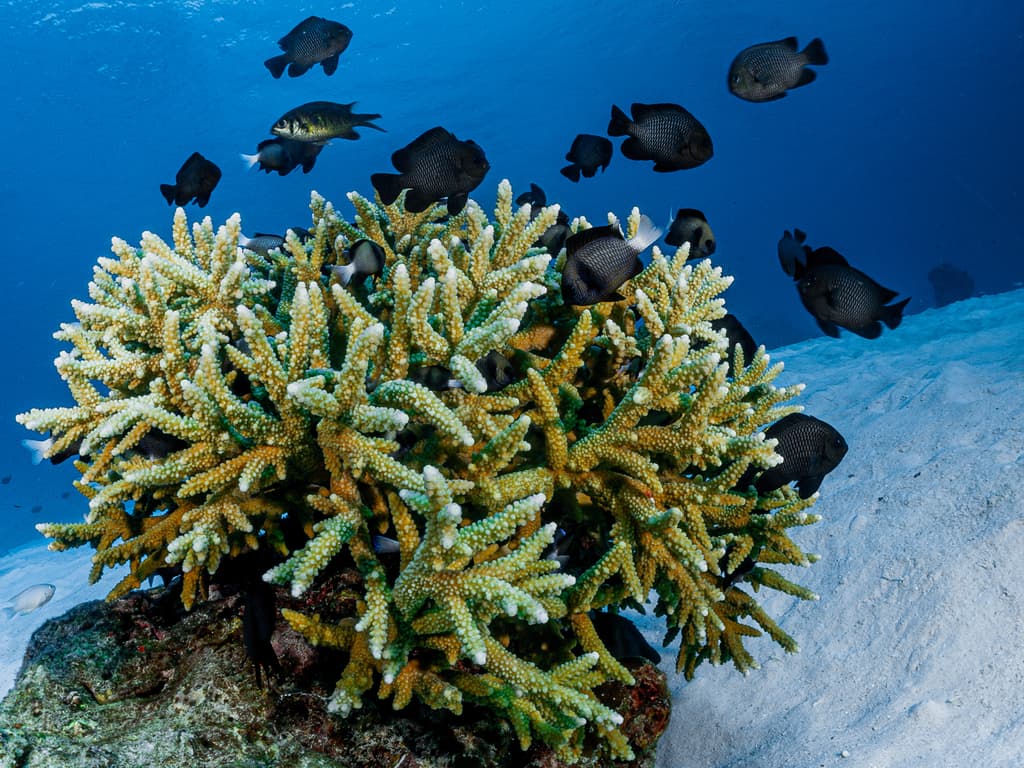 Cloudy Damselfish in a marine aquarium
