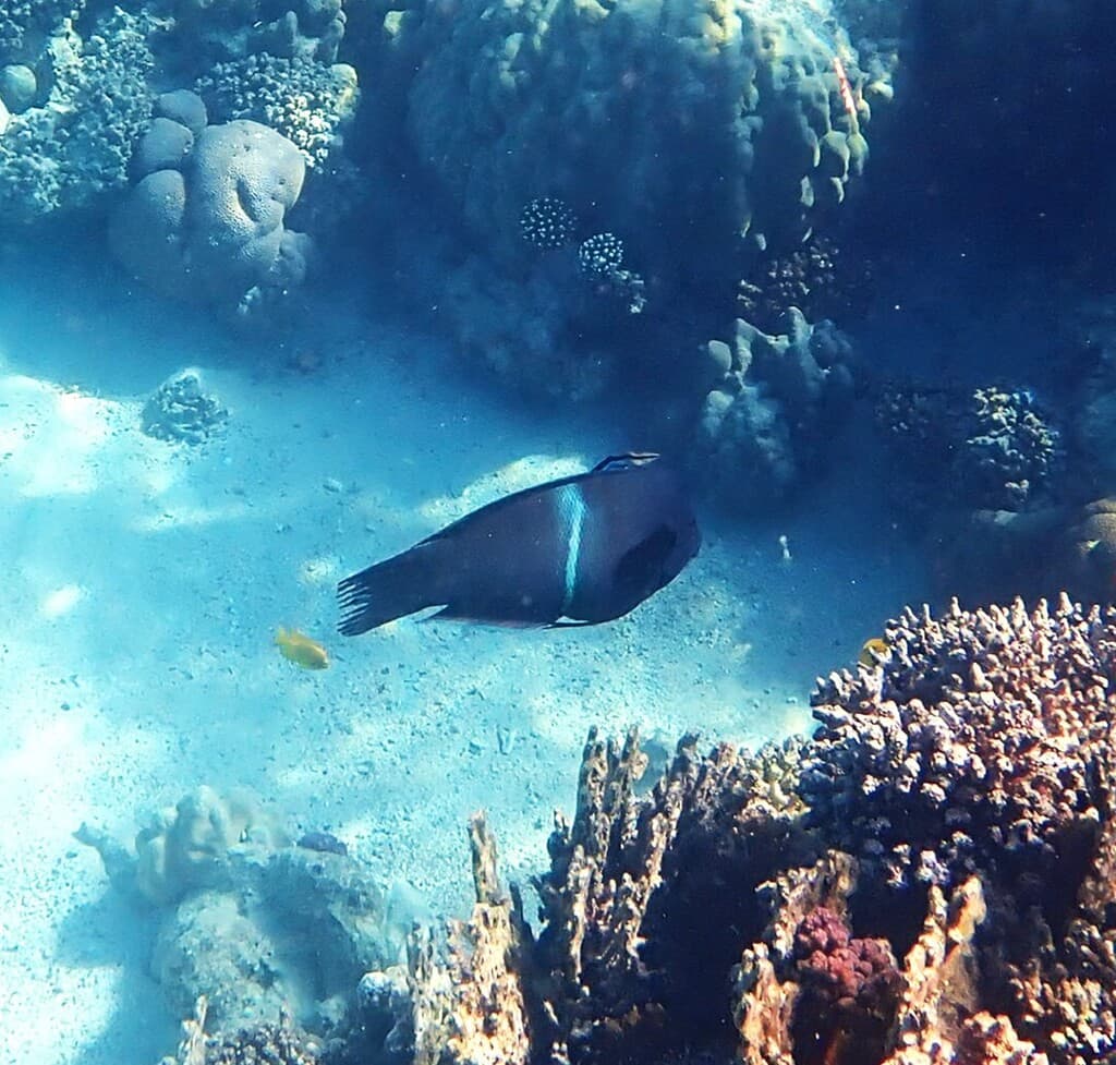 Clown Coris in a marine aquarium