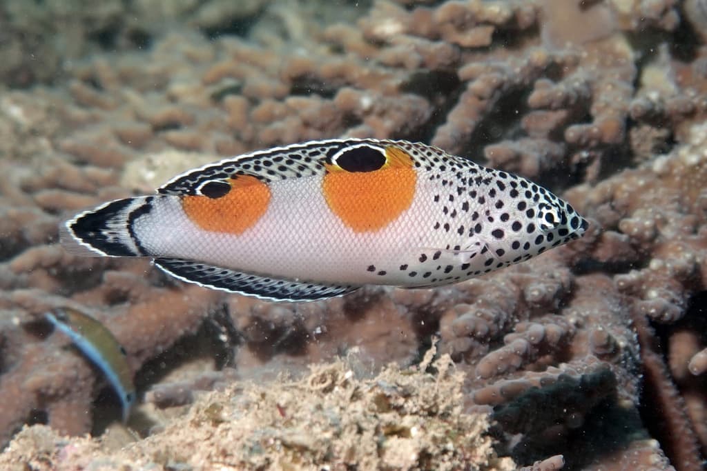 Clown Coris in a marine aquarium