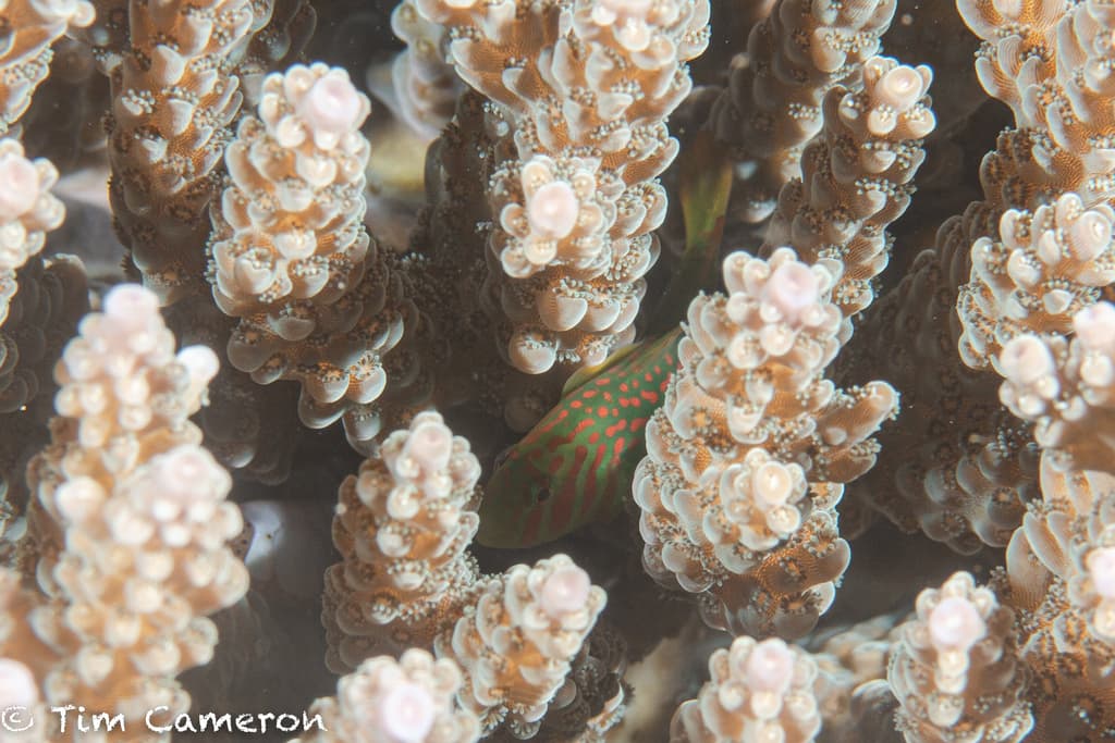 Green Clown Goby nestled among SPS coral branches
