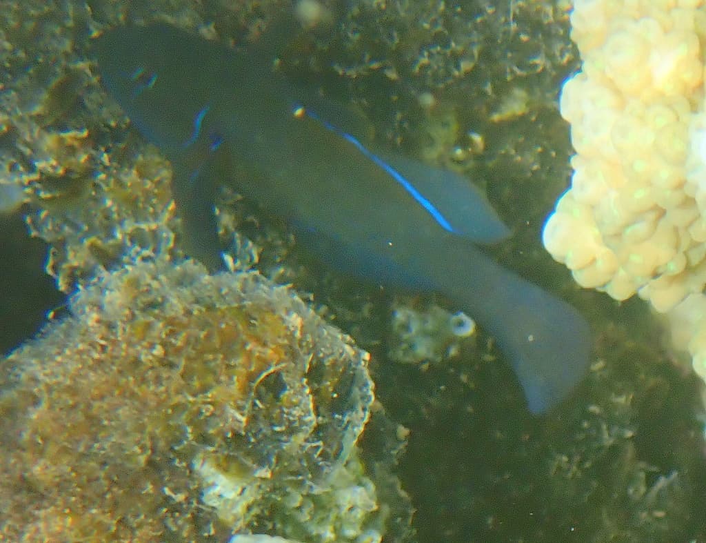 Clown Goby (Citrinus) in a marine aquarium