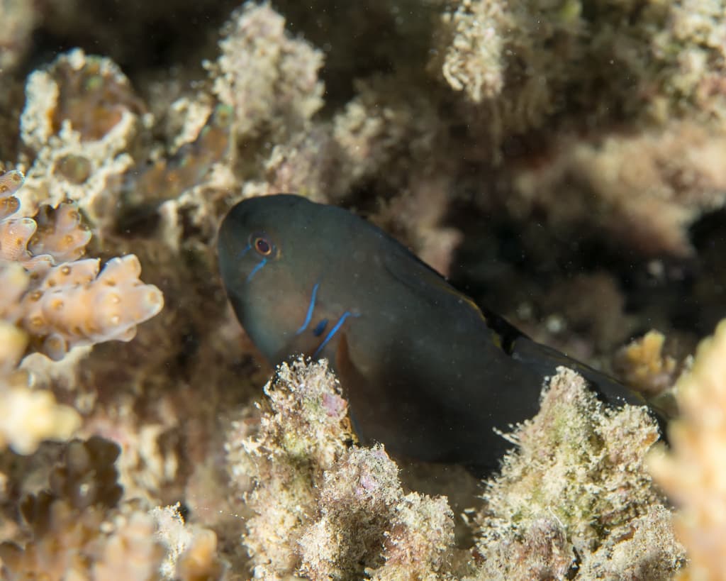 Clown Goby (Citrinus) in a marine aquarium