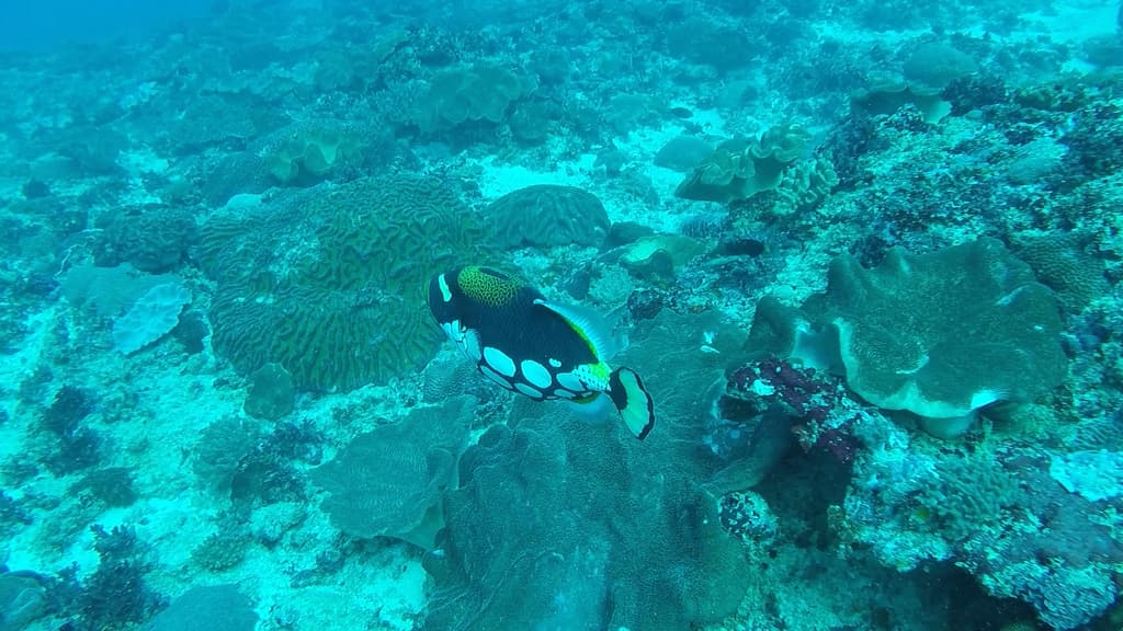 Clown Triggerfish in a marine aquarium