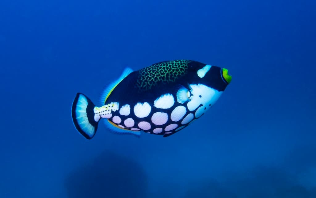 Clown Triggerfish in a marine aquarium