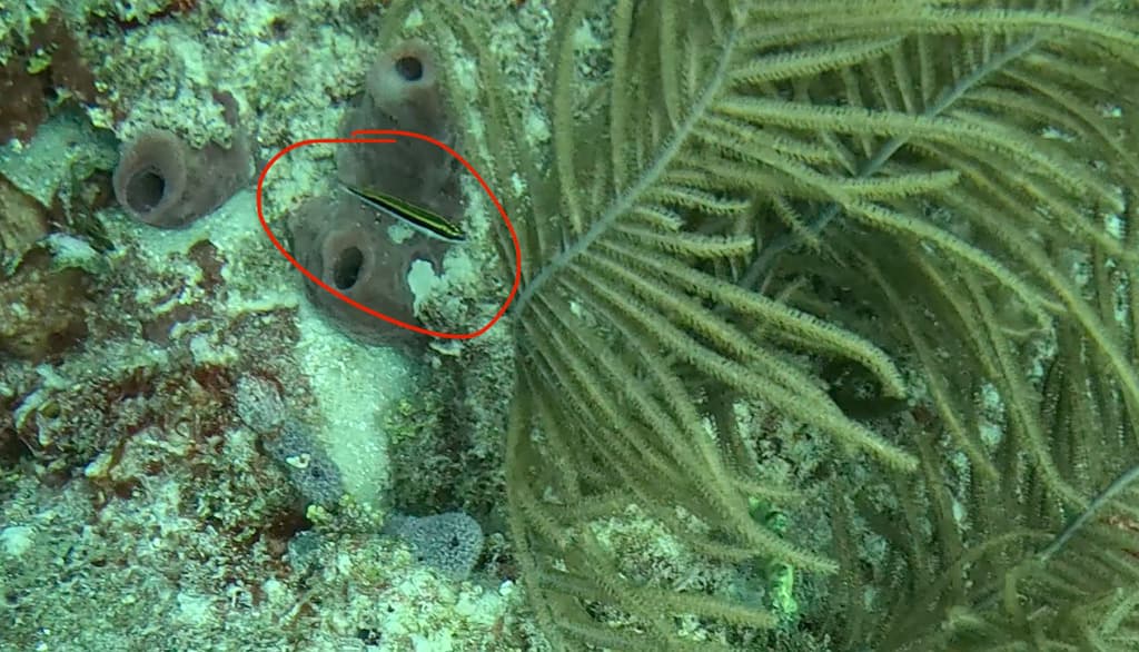 Clown Wrasse in a marine aquarium
