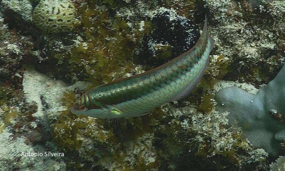 Clown Wrasse in a marine aquarium