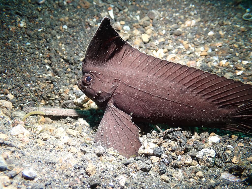 Cockatoo Waspfish in a marine aquarium