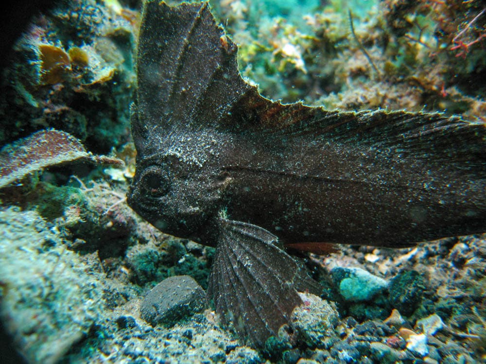 Cockatoo Waspfish in a marine aquarium