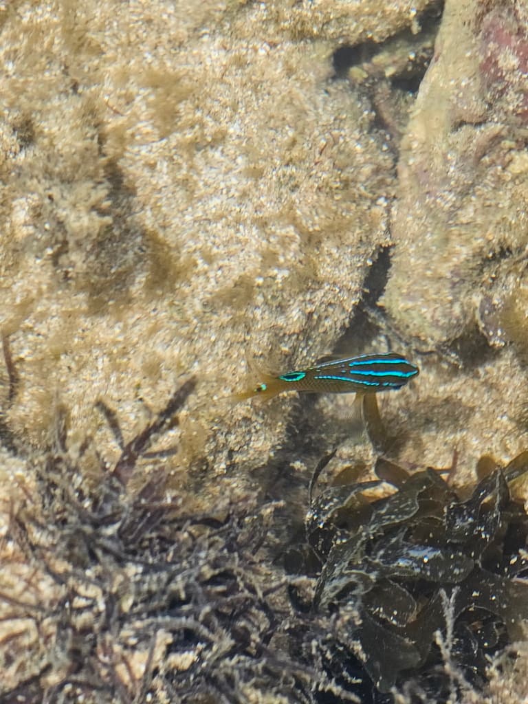 Cocoa Damselfish in a marine aquarium
