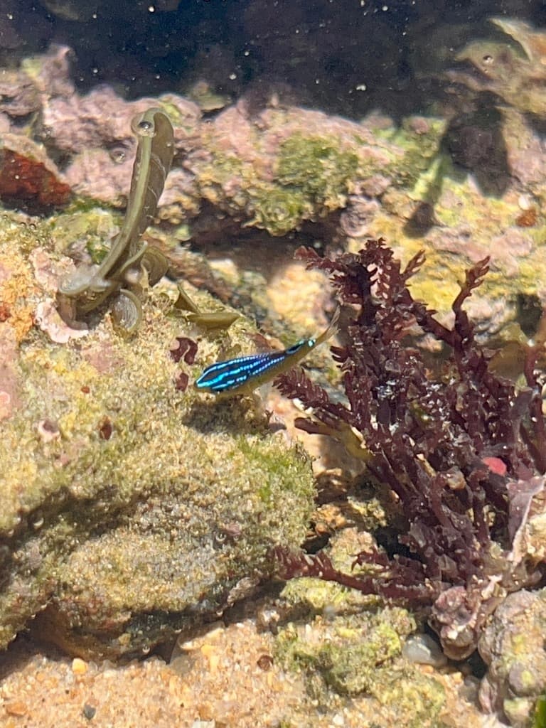 Cocoa Damselfish in a marine aquarium