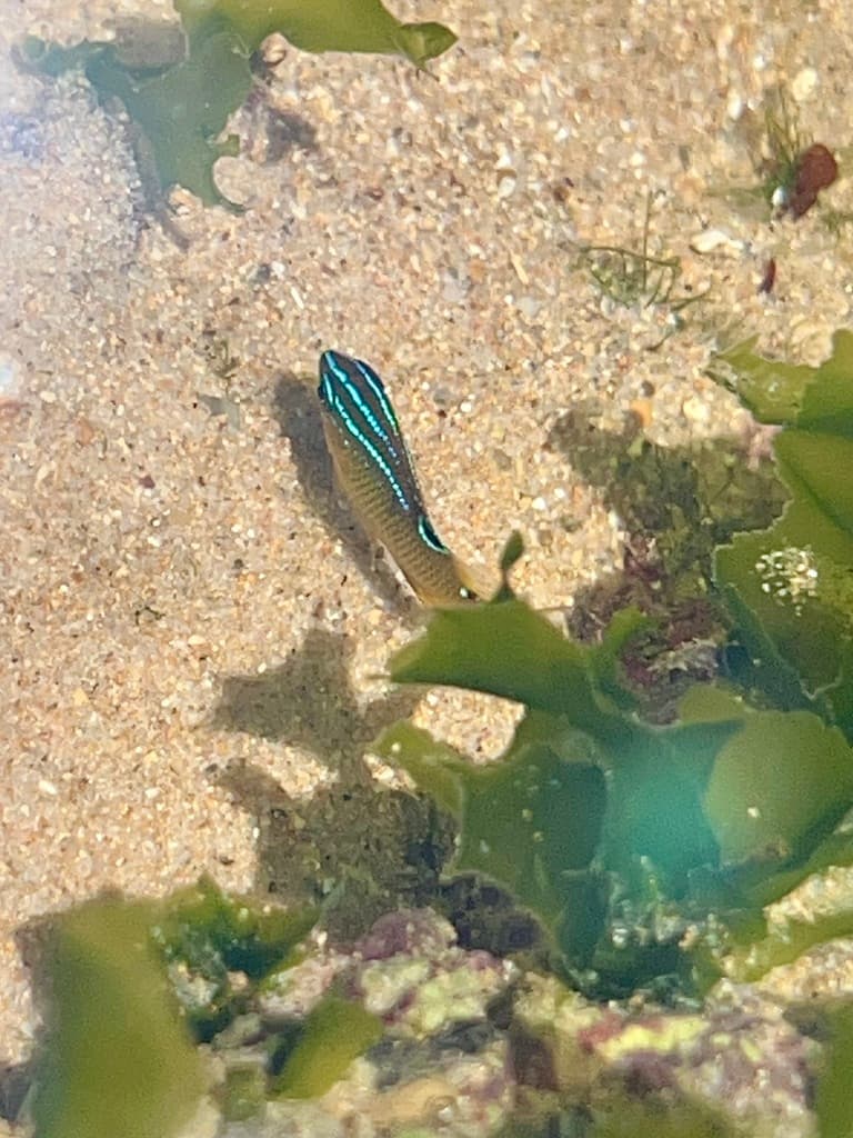 Cocoa Damselfish in a marine aquarium