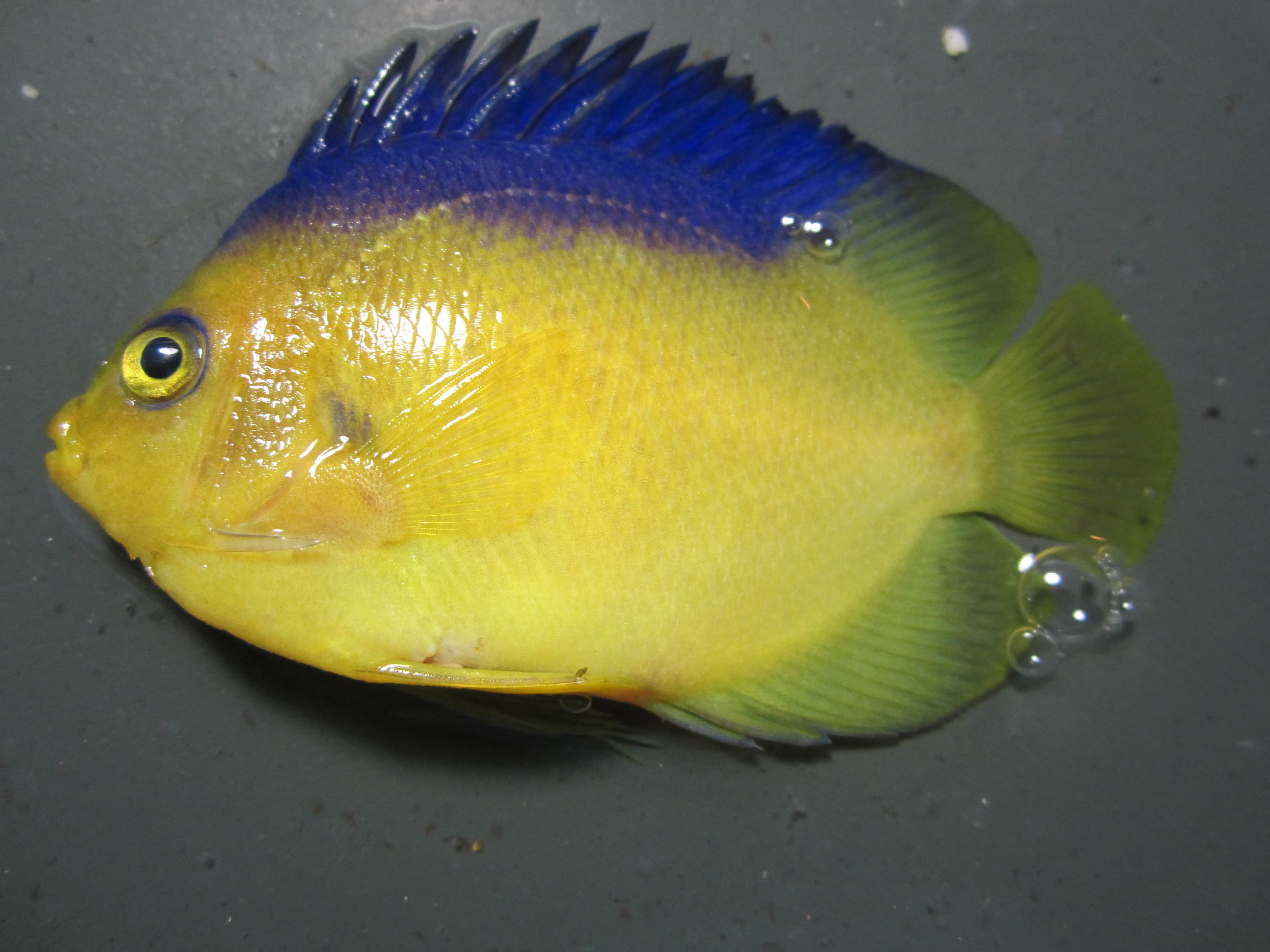 Colin's Angelfish in a marine aquarium