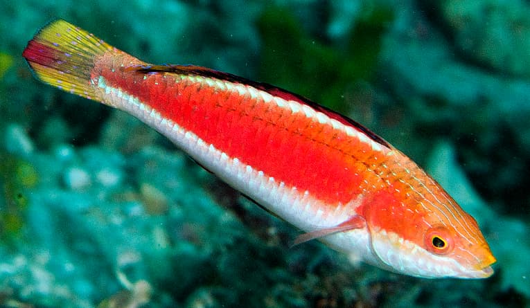 Condei Fairy Wrasse in a marine aquarium