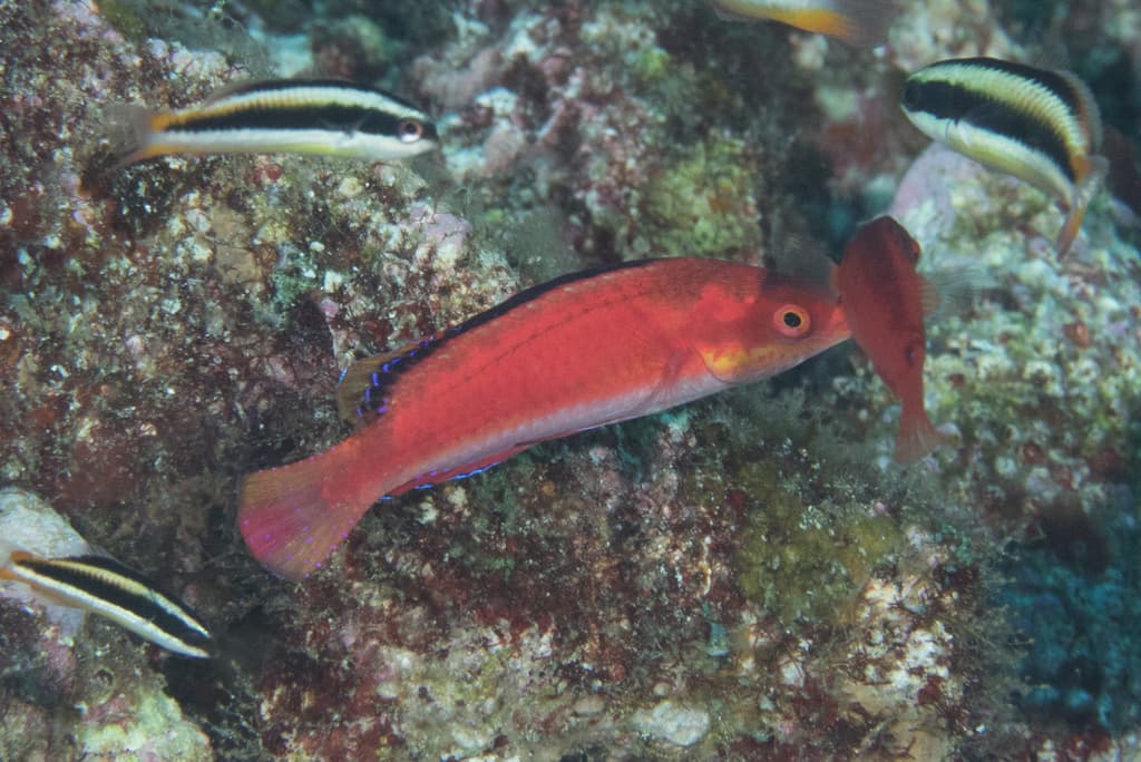 Condei Fairy Wrasse in a marine aquarium