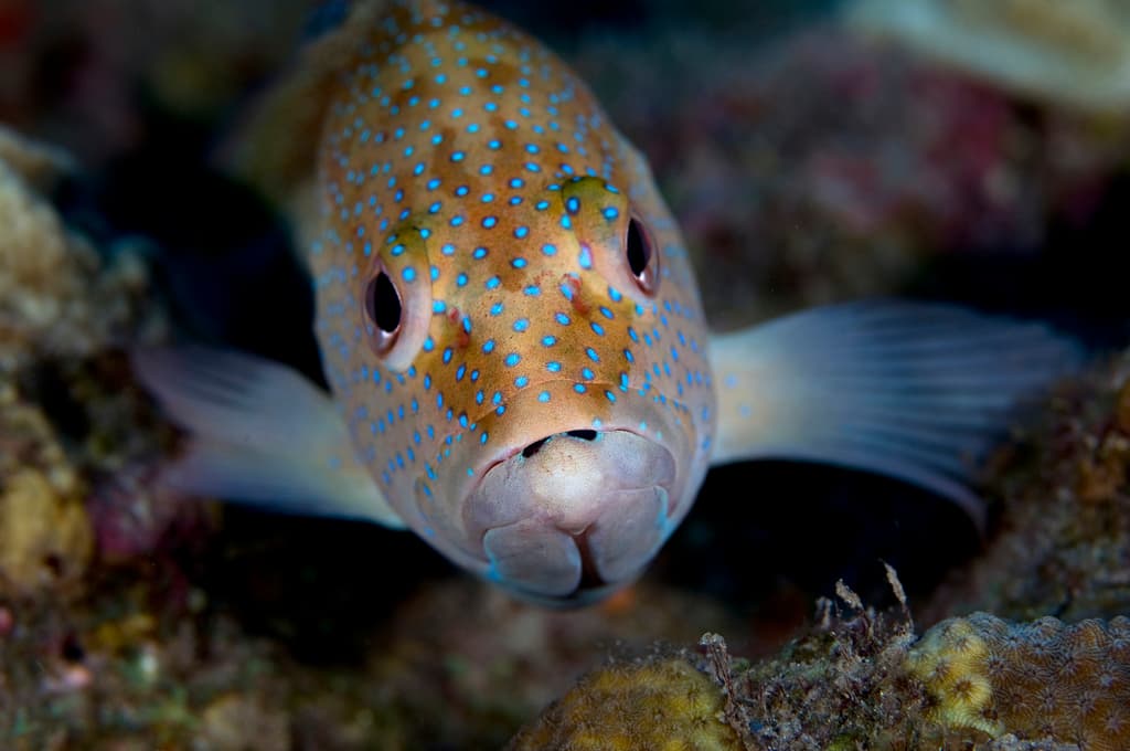 Coney in a marine aquarium