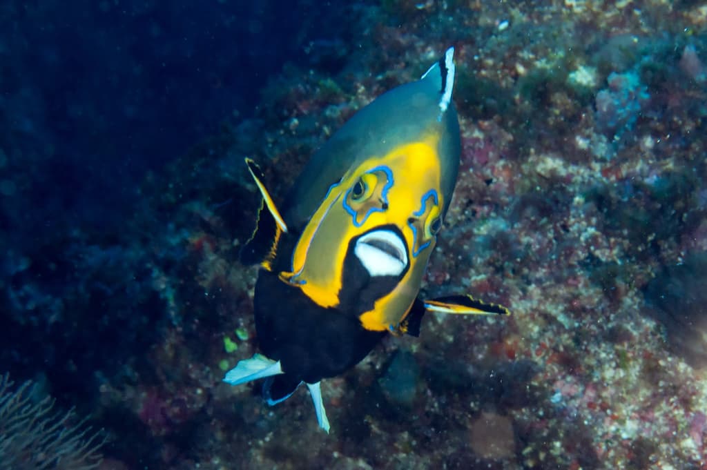 Conspicuous Angelfish in a marine aquarium