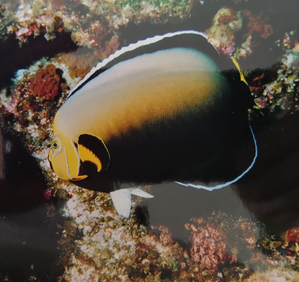 Conspicuous Angelfish in a marine aquarium