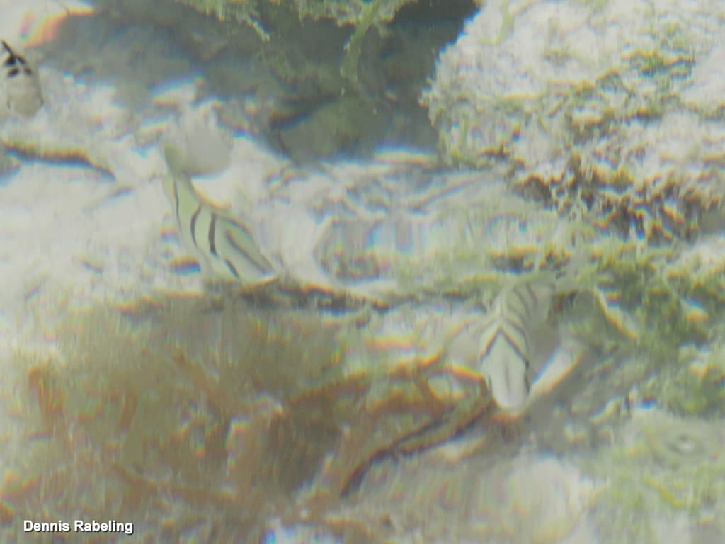 Convict Tang in a marine aquarium