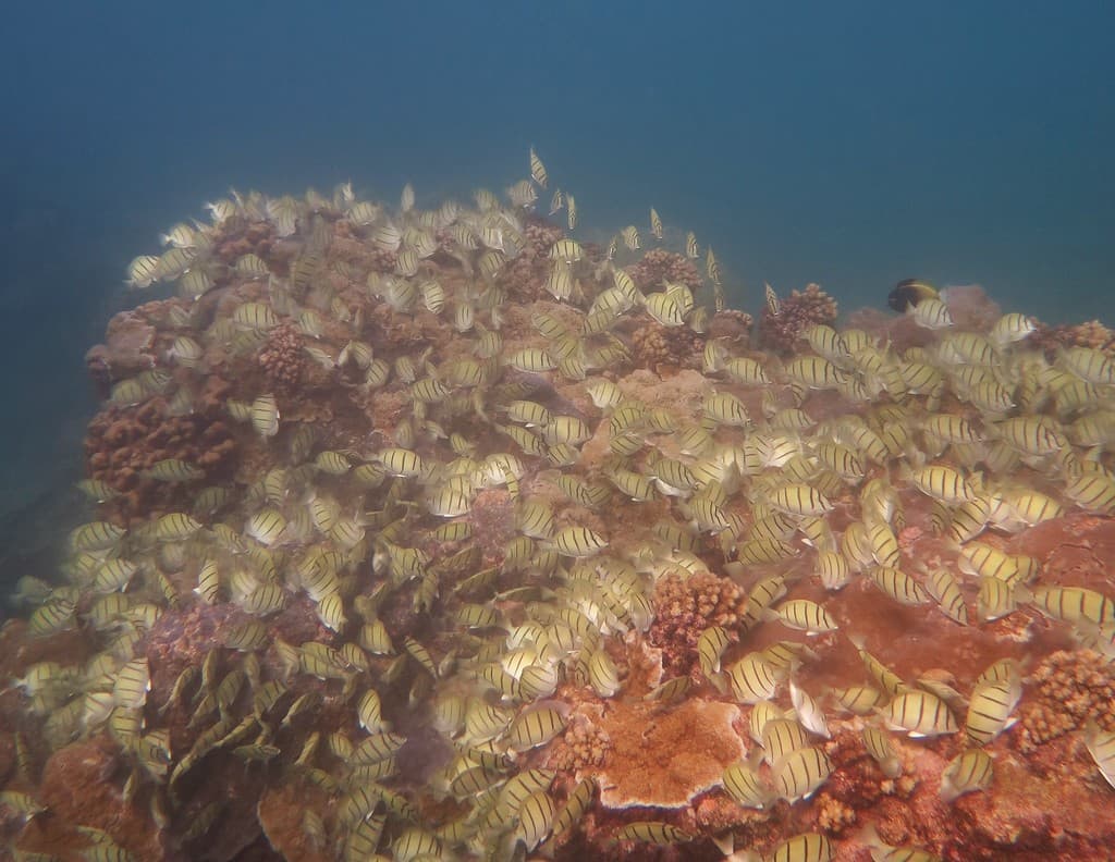 Convict Tang in a marine aquarium