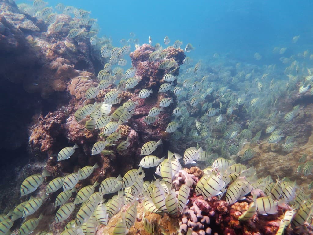 Convict Tang in a marine aquarium