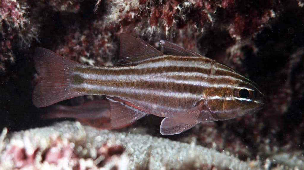 Cooktown Cardinalfish in a marine aquarium