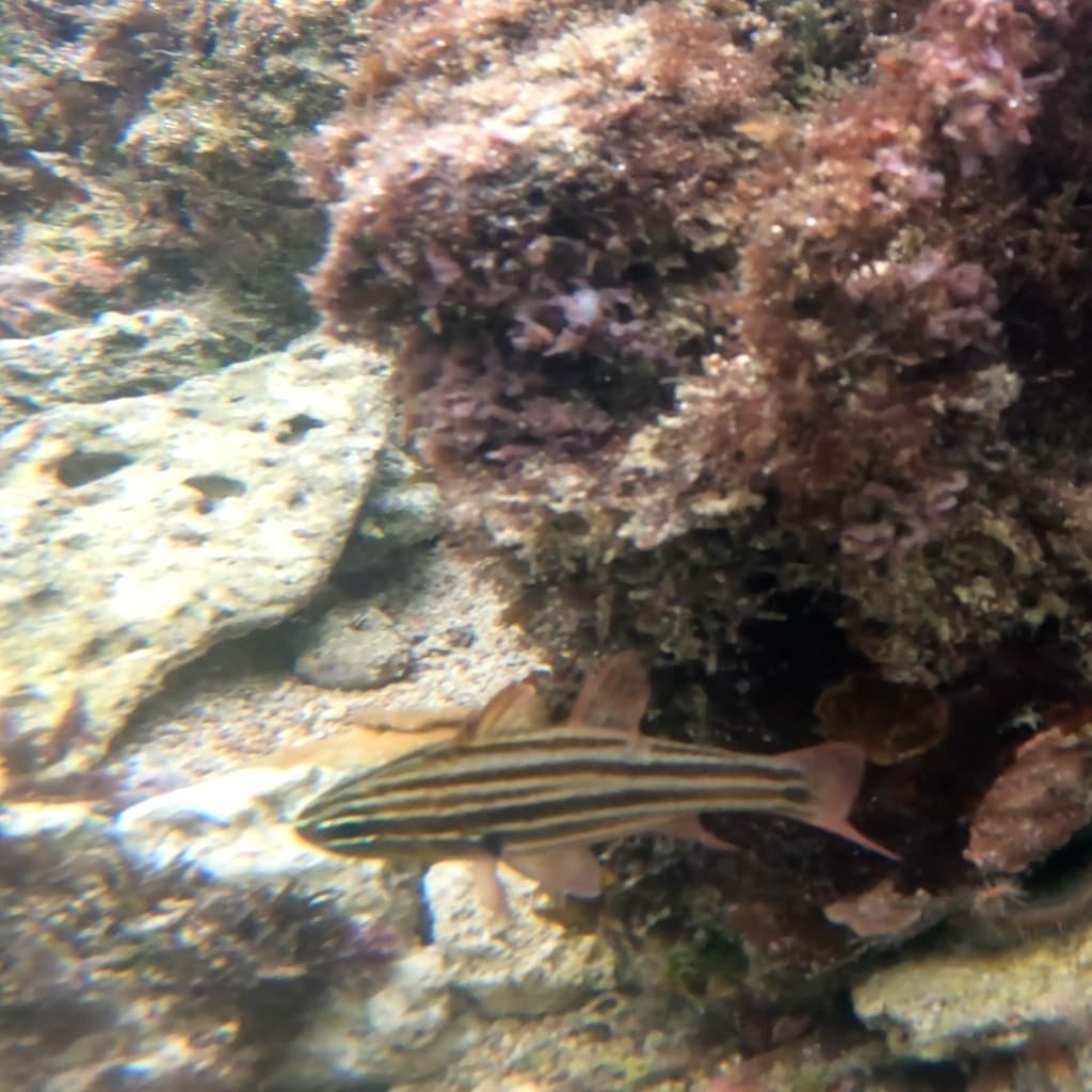 Cooktown Cardinalfish in a marine aquarium