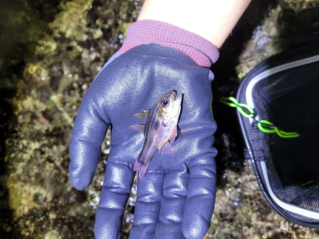 Cooktown Cardinalfish in a marine aquarium