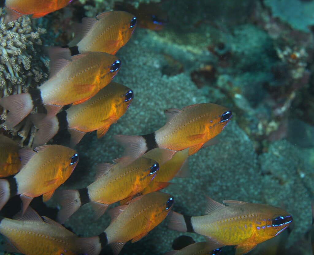 Copper Cardinalfish in a marine aquarium