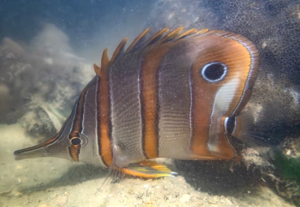 Copperband Butterflyfish showing elongated snout