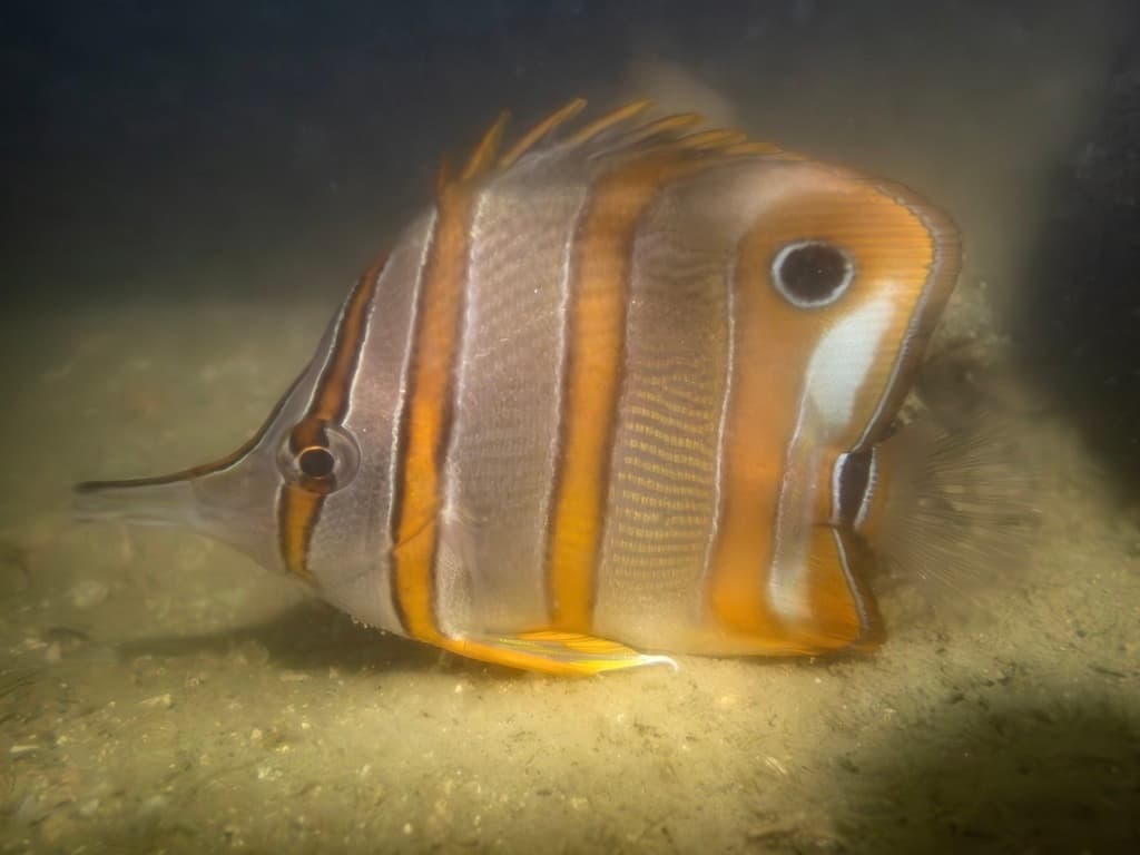 Copperband Butterflyfish profile view