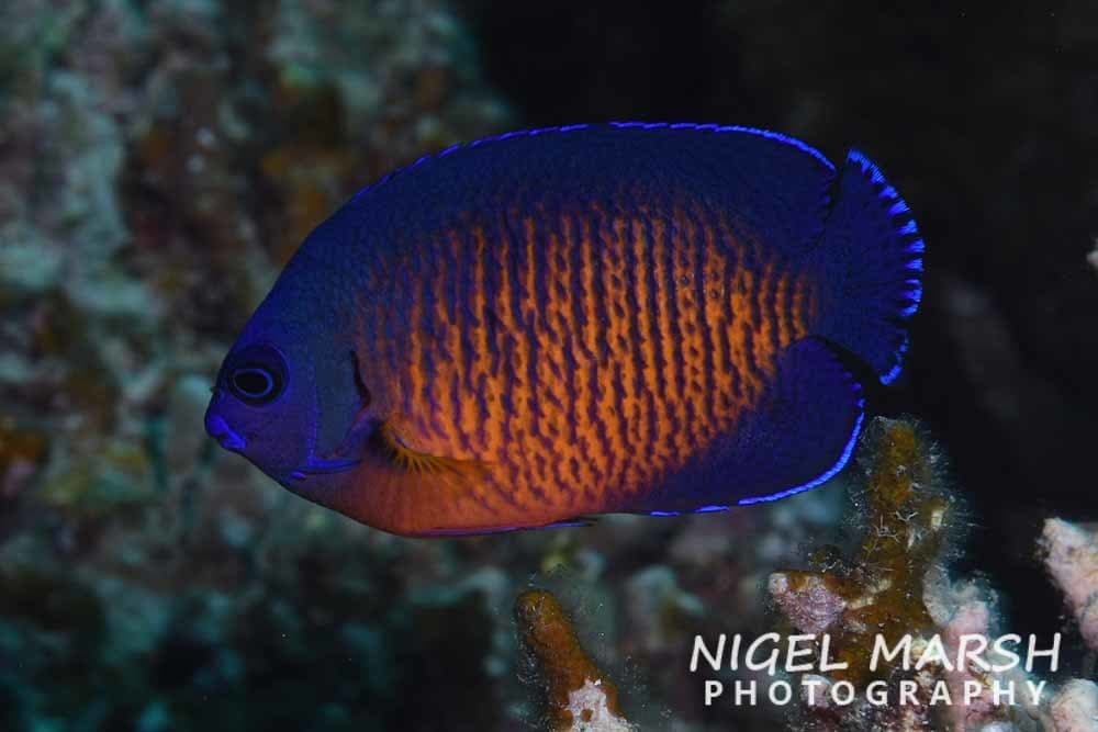 Coral Beauty Angelfish displaying blue and orange